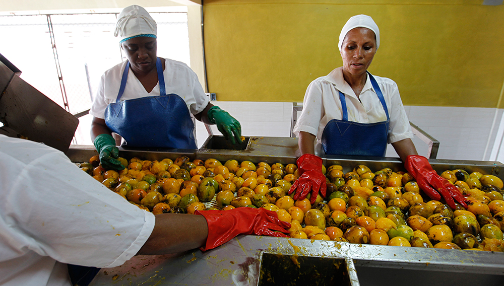 Fotografía fechada el 13 de junio de 2018, muestra a varias mujeres que trabajan en una fábrica de conservas en Baracoa (Cuba), en el extremo oriente de la Isla. EFE/Ernesto Mastrascusa