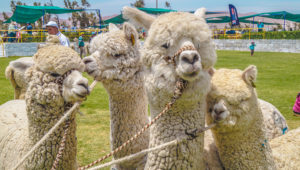 Productores de Arequipa y Puno participan en Alpaca Fiesta 2018. Foto: Minagri
