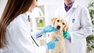 Smiling veterinary examining dog at clinic. Stock Photo