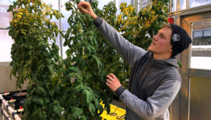 En esta fotografía del 14 de febrero de 2019, Colton Welch, estudiante de la Universidad Estatal de Nueva York en Morrisville, Nueva York, cuida una planta hidropónica de tomate que dará datos aplicables al cultivo de cannabis a los estudiantes. (AP Foto/Marry Esch)