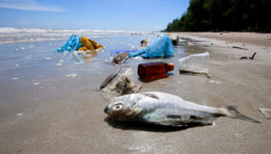 Dead fish on a beach surrounded by washed up garbage. | iStock by Getty Images