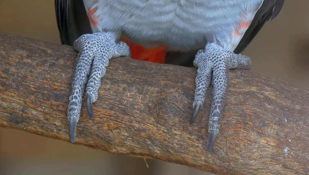 African Grey Parrot is Sitting on a Thick Branch of a Tree and Slightly Moving Its Feet. | Stock Video Footage - Storyblocks
