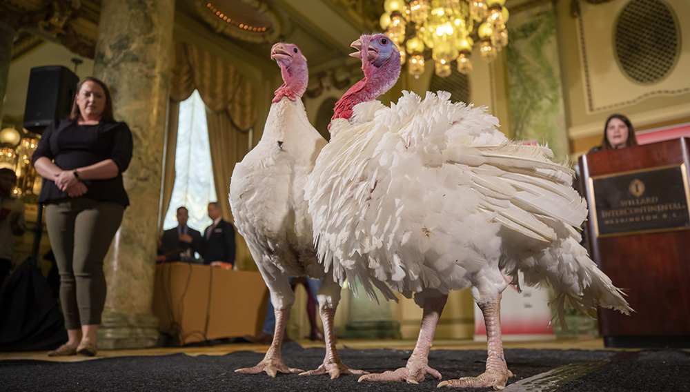 Officials with the National Turkey Federation introduce the National Thanksgiving Turkeys 'Bread' (L) and 'Butter' (R) at the Willard InterContinental hotel in Washington, DC, USA, 25 November 2019. EFE//ERIK S. LESSER