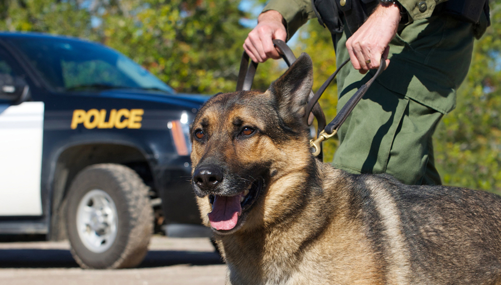 Perro de policía con oficial de la unidad K 9 y vehículo de policía en el fondo. | KellyNelson/Shutterstock