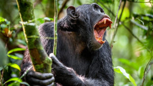 Some communities in Uganda live in fear of chimpanzees. Credit: GETTY - CONTRIBUTOR