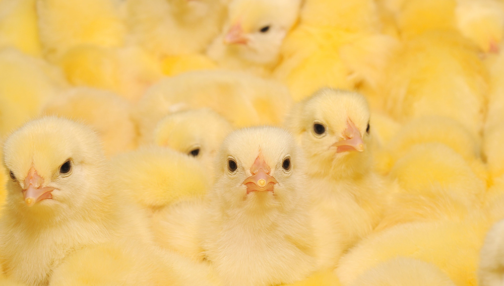 Gran grupo de pollitos recién nacidos en una granja de pollos. Foto: Tsekhmister/Depositphotos