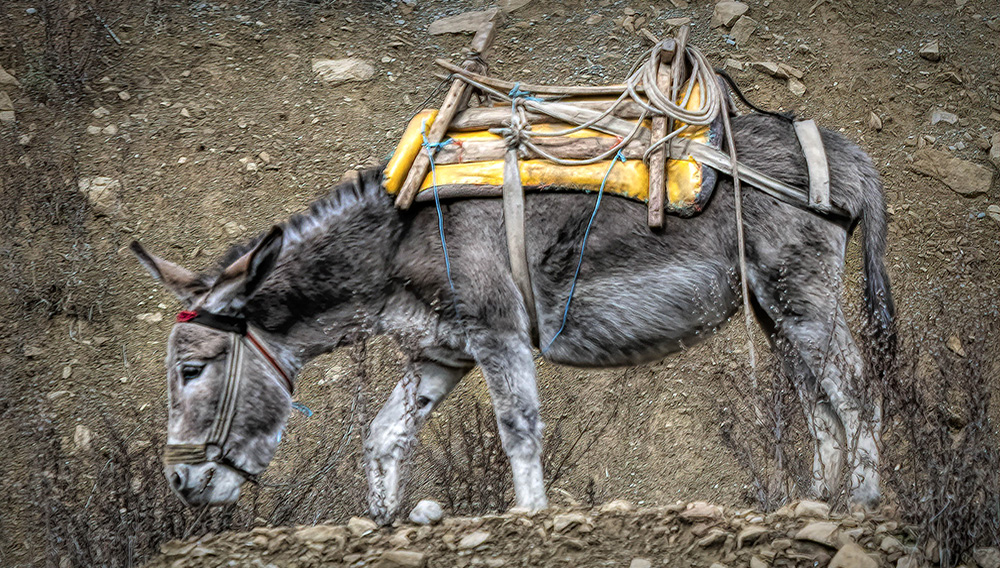 Donkey Wandering Along the Hillside. Photo: Steve Bunting (Flickr)