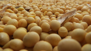 La soja es una legumbre muy consumida en todo el mundo. | Foto: Internet
