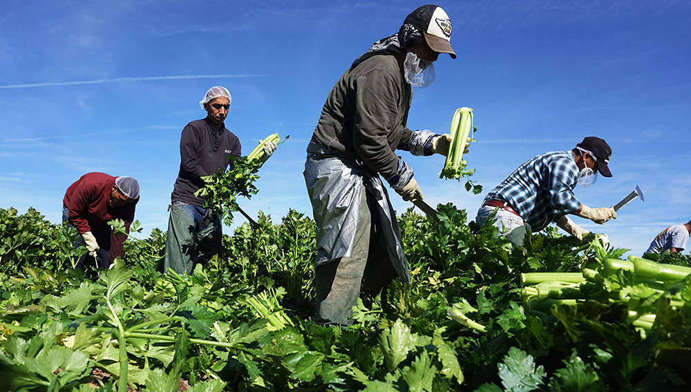 Mexican farm workers harvest celery in a field of Brawley, California, in the Imperial Valley, on January 31, 2017. Photo: SANDY HUFFAKER/AFP/Getty Images