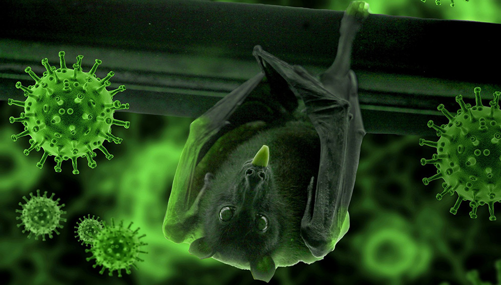 Scientists think Covid-19 – which first emerged in Wuhan and has killed some 340,000 people worldwide – originated in bats and could have been transmitted to people via another mammal. (Image from Pixabay: For illustration purposes only)