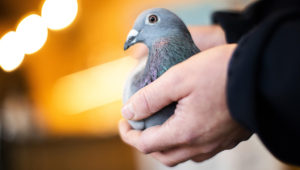 An employee of Pipa, a Belgian auction house for racing pigeons, shows a two-year old female pigeon named New Kim after an auction in Knesselare, Belgium, Sunday, November 15, 2020. (AP Photo/Francisco Seco)