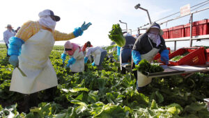 PHOTO: A crew harvests romaine lettuce by hand near Soledad, California, U.S. REUTERS/Michael Fiala