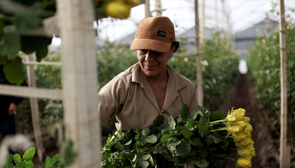 An employee cuts flowers inside a greenhouse, ahead of Valentine's Day, at Ayura Flowers, in Sopo, Colombia February 3, 2026. REUTERS/Luisa Gonzalez