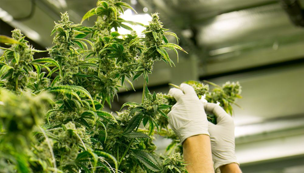 The U.S. Department of Justice said on Thursday it would immediately loosen restrictions on some marijuana products and move quickly to reclassify the drug as less dangerous, in one of the biggest changes to U.S. drug policy in decades.