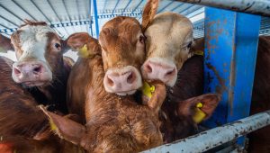 Photo: Jo-Anne McArthur | Eyes on Animals.